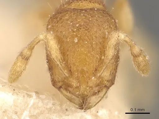 Carebara escherichi - CASENT0908921