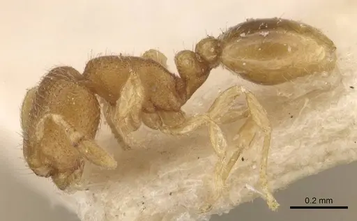 Carebara escherichi - CASENT0908921