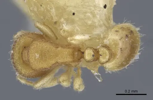 Carebara escherichi - CASENT0917025