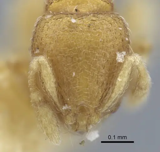 Carebara escherichi - CASENT0917025