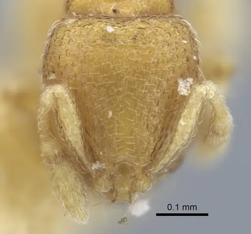 Carebara escherichi - CASENT0917025