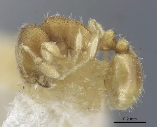 Carebara escherichi - CASENT0917025