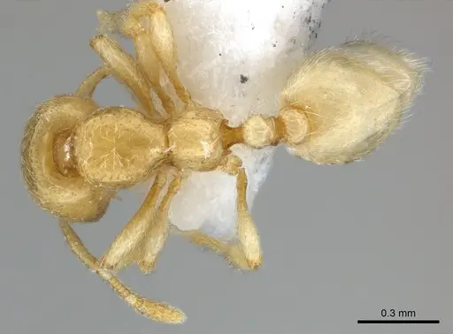 Carebara fayrouzae specimen