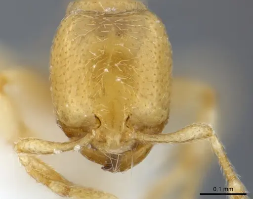 Carebara fayrouzae specimen