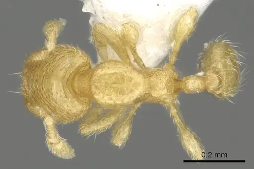 Carebara globularia specimen
