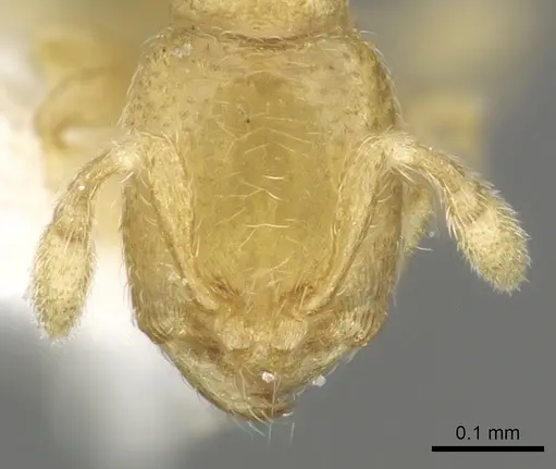 Carebara globularia specimen