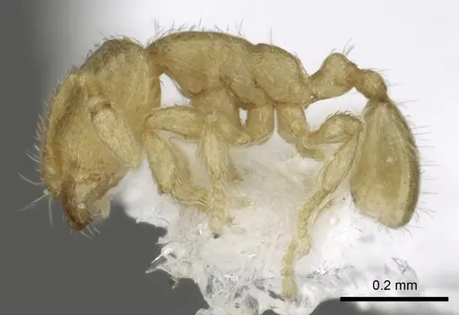 Carebara globularia specimen