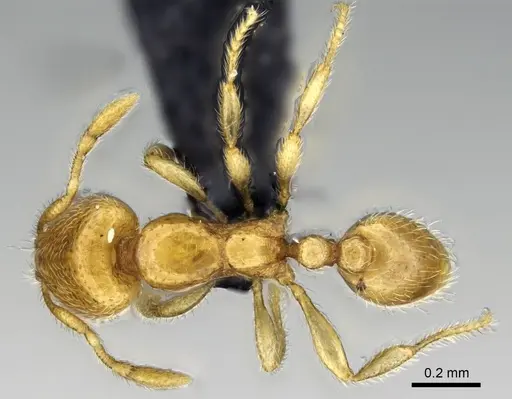 Carebara grandidieri specimen