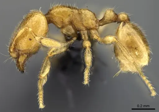 Carebara grandidieri specimen