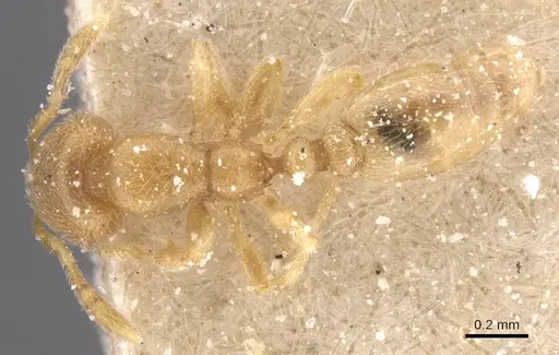 Carebara guineana specimen