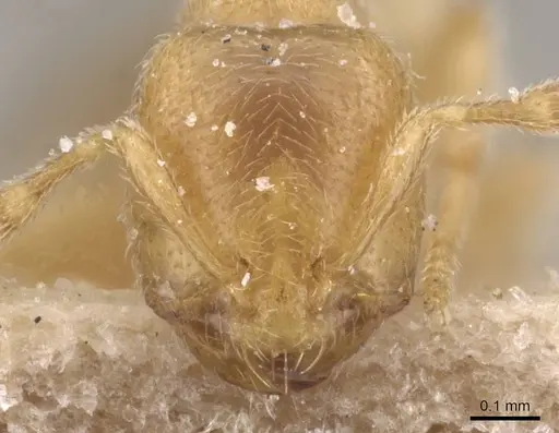 Carebara guineana specimen