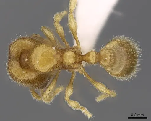 Carebara hainteny specimen