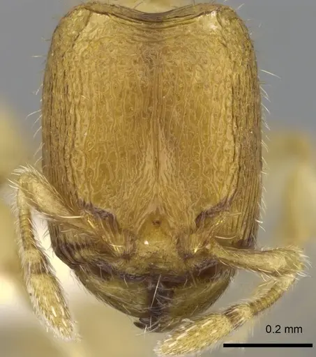 Carebara hainteny specimen