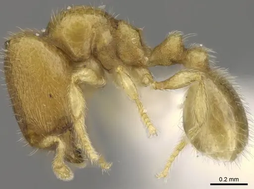 Carebara hainteny specimen