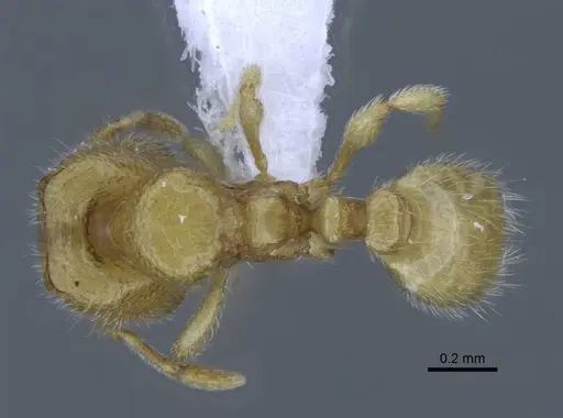 Carebara hainteny - CASENT0410496