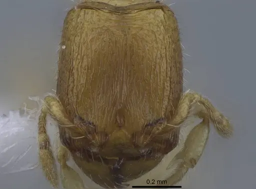 Carebara hainteny - CASENT0410496