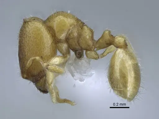 Carebara hainteny - CASENT0410496