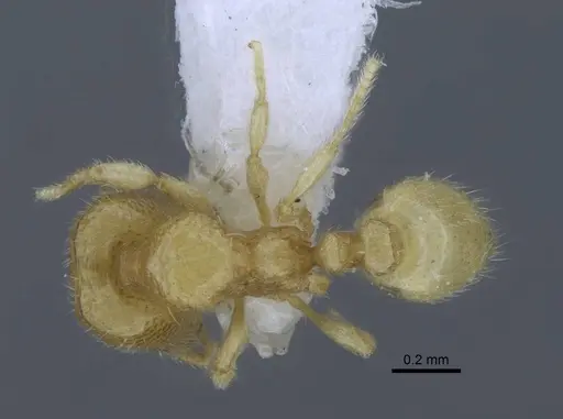 Carebara hainteny - CASENT0410497