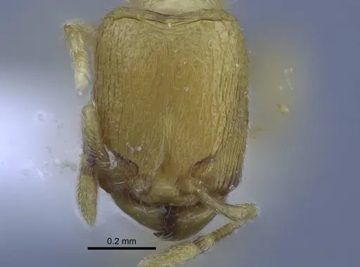 Carebara hainteny - CASENT0410497