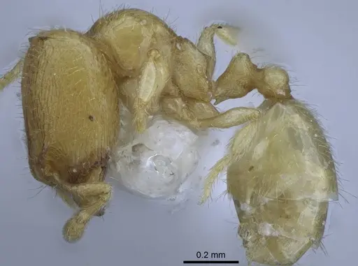 Carebara hainteny - CASENT0410497