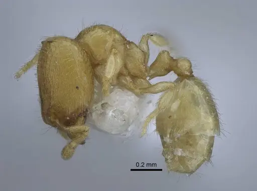 Carebara hainteny - CASENT0410497