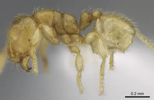 Carebara hainteny - CASENT0410542