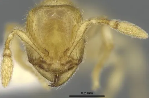 Carebara hainteny - CASENT0410542