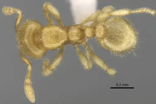 Carebara hainteny - CASENT0410542