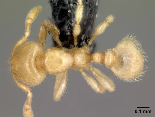 Carebara hainteny - CASENT0410551