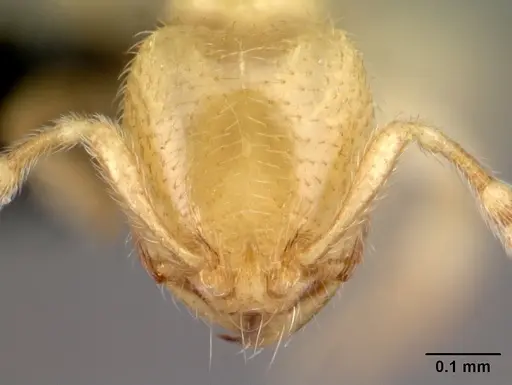 Carebara hainteny - CASENT0410551