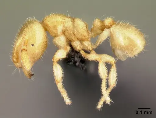 Carebara hainteny - CASENT0410551