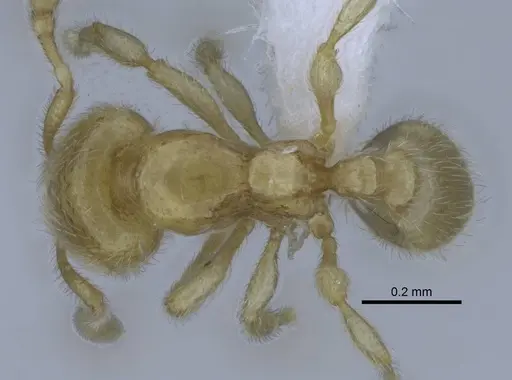 Carebara hainteny - CASENT0410557