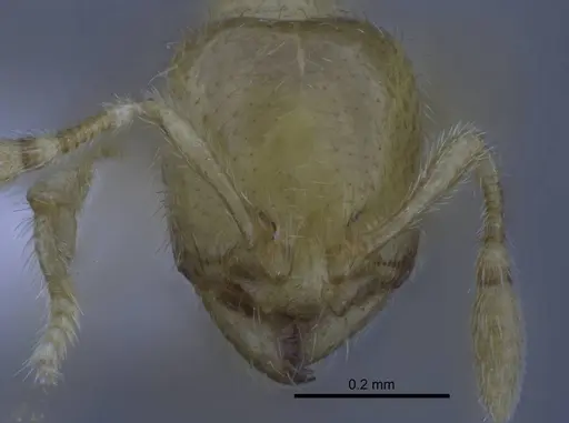 Carebara hainteny - CASENT0410557