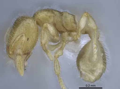 Carebara hainteny - CASENT0410557