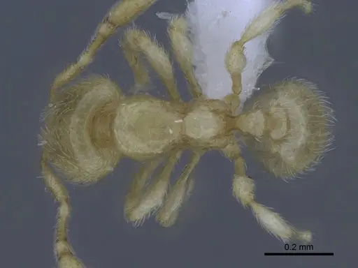 Carebara hainteny - CASENT0410568