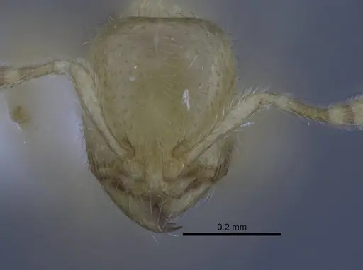 Carebara hainteny - CASENT0410568