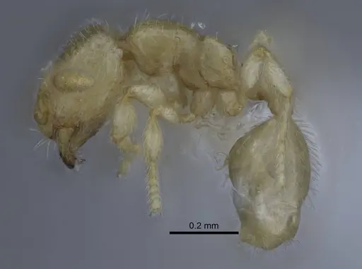 Carebara hainteny - CASENT0410568