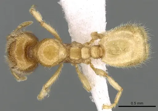 Carebara hornata specimen