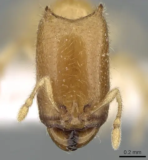 Carebara hornata specimen