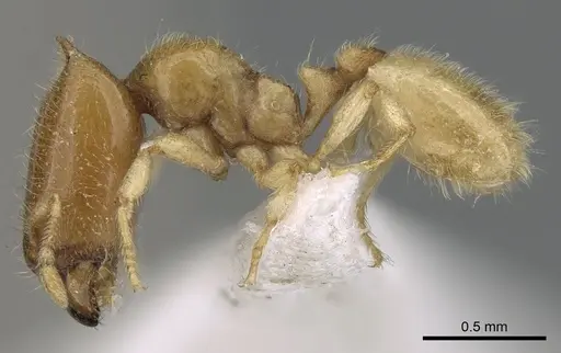 Carebara hornata specimen