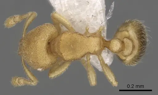 Carebara inca specimen