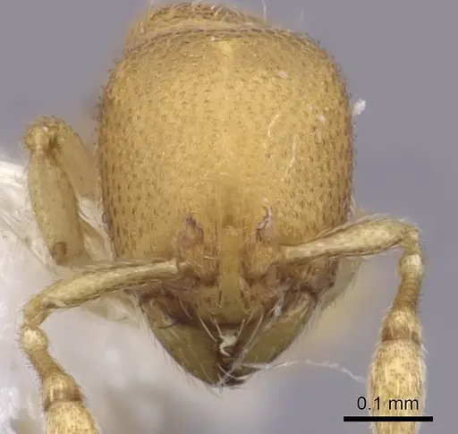 Carebara inca specimen