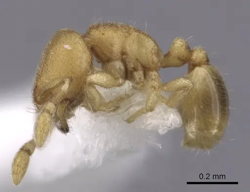 Carebara inca specimen