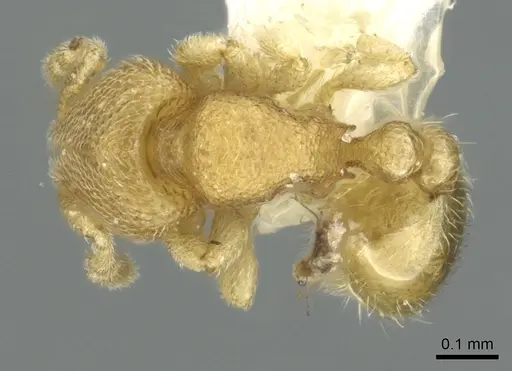 Carebara inca - CASENT0902398