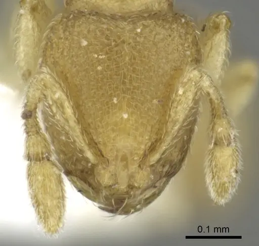 Carebara inca - CASENT0902398