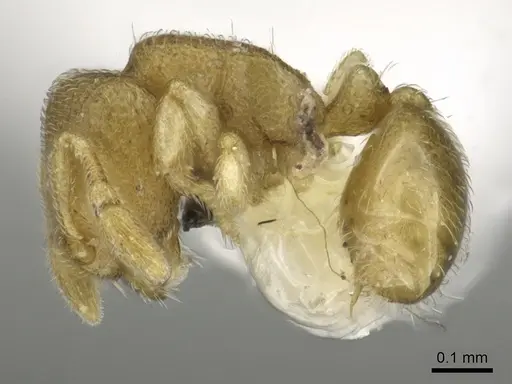 Carebara inca - CASENT0902398