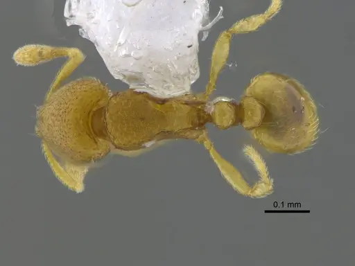 Carebara inca - CBUMAGENT41798