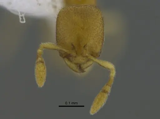 Carebara inca - CBUMAGENT41798