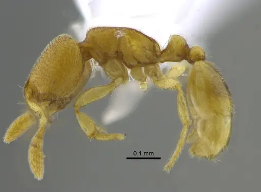 Carebara inca - CBUMAGENT41798