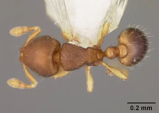 Carebara inca - USNMENT00418472